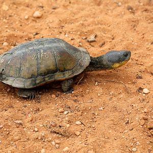 Brazilian Pantanal / Big headed swamp turtle