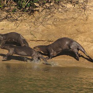 Brazilian Pantanal / Giant otters