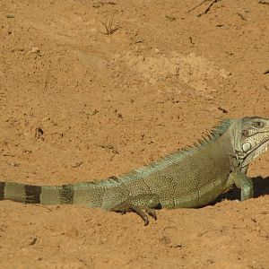 Brazilian Pantanal / Iguana