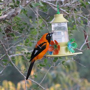 Brazilian Pantanal / Troupial