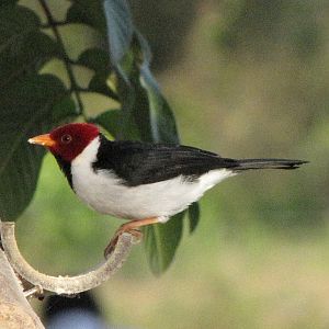 Brazilian Pantanal / Brazilian cardinal