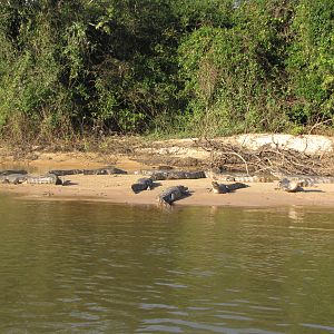 Brazilian Pantanal / Yacre caiman