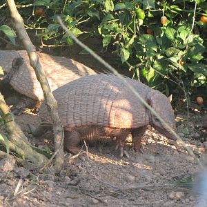 Brazilian Pantanal / Large Hairy Armadillos.