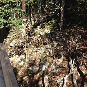 Perisan leopard exhibit (new for 2014)