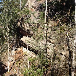 Persian leopard exhibit (new for 2014)