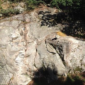 Snow leopard exhibit #1