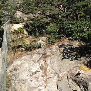 Snow leopard exhibit #1