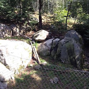 Snow leopard exhibit #1