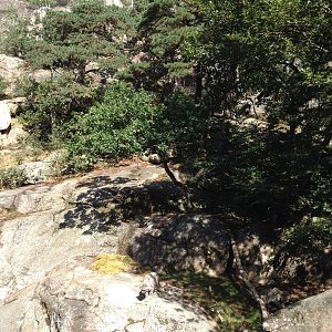 Snow leopard exhibit #1