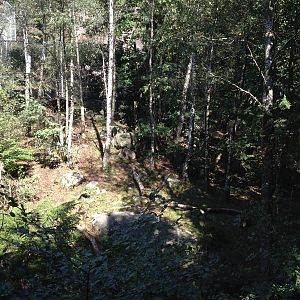 Snow leopard exhibit #2