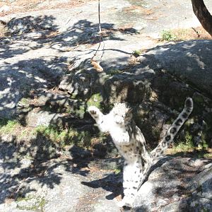 The next NBA Player?