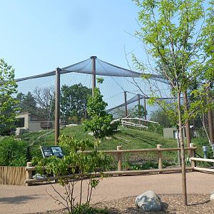 Gorilla Forest (New in 2013)