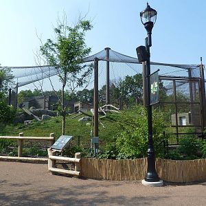 Gorilla Forest (New in 2013)