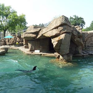 California Sea Lion/Harbour Seal Exhibit