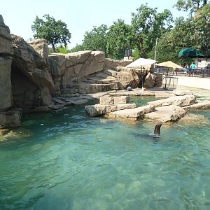 California Sea Lion/Harbour Seal Exhibit