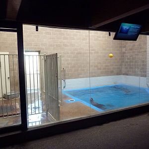 California Sea Lion Arena - Indoor Pool