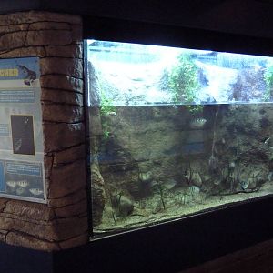 Archerfish Exhibit