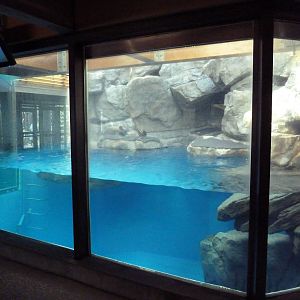 Tufted Puffin Exhibit