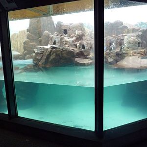 African Penguin Exhibit