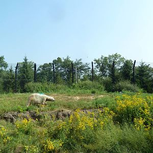 Polar Bear Odyssey Exhibit #2 (New in 2010)