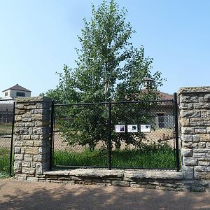 American Bison Exhibit