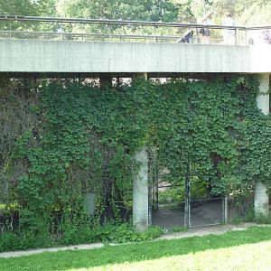 Lion Side Exhibit - see the big male?
