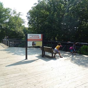 Lion Exhibit - Viewing Platform