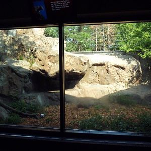 Snow Leopard Exhibit