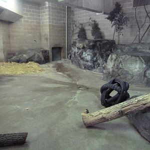 Amur Tiger Indoor Exhibit