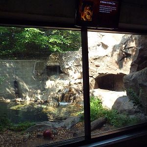 Cougar Exhibit