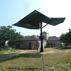 Reticulated Giraffe Exhibit
