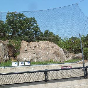 Snow Leopard Exhibit
