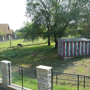 Reindeer Exhibit
