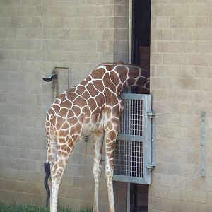 Reticulated Giraffe