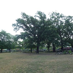 Lesser Kudu/Grant's Zebra Exhibit