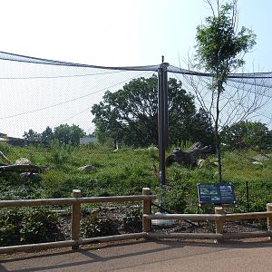 Gorilla Forest (New in 2013)