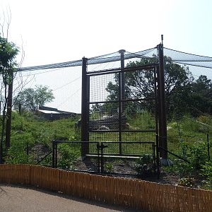 Gorilla Forest (New in 2013)