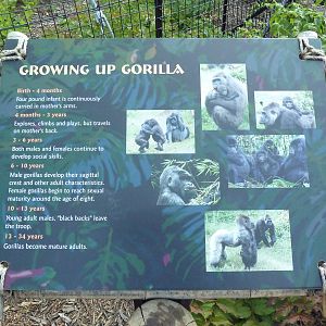 Gorilla Forest Sign (New in 2013)