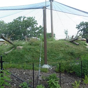 Gorilla Forest (New in 2013)