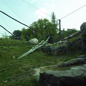 Gorilla Forest (New in 2013)