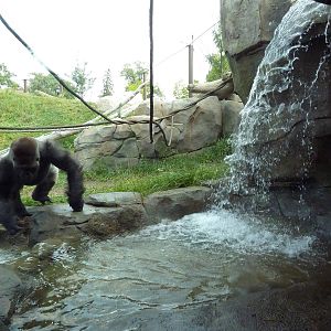 Gorilla Forest (New in 2013)