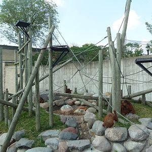 Sumatran Orangutan Exhibit