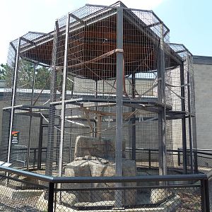 Francois' Langur Exhibit