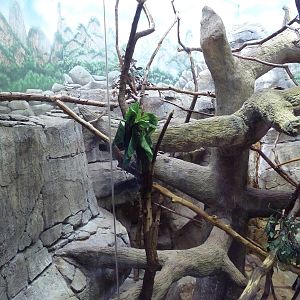 Blue-Eyed Black Lemur Exhibit