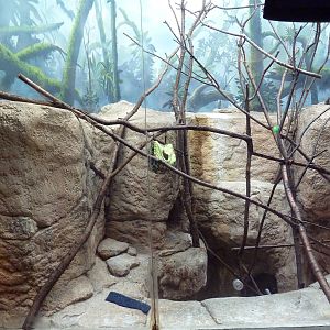 Emperor Tamarin Exhibit