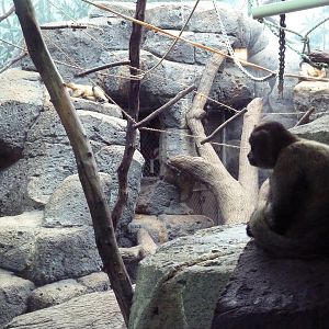 Black-Handed Spider Monkey Exhibit