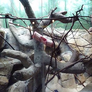 Geoffrey's Tamarin Exhibit