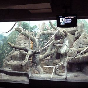 Francois' Langur Indoor Exhibit