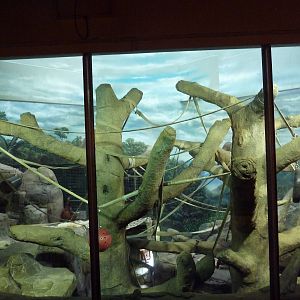 Sumatran Orangutan Indoor Exhibit