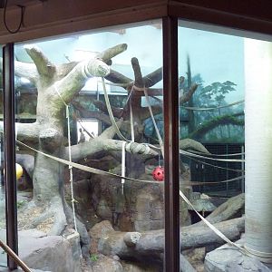 Gorilla Forest Indoor Exhibit